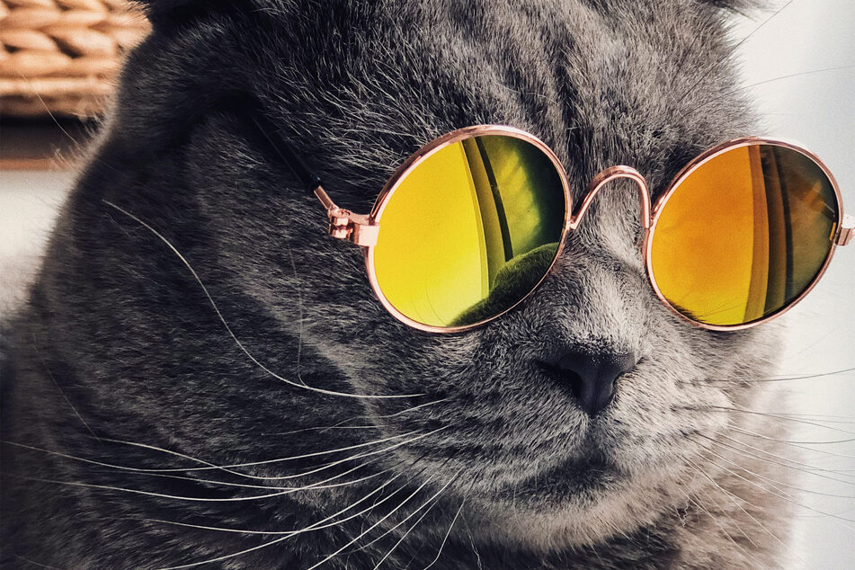 Want your cat to be extra cool? It's time for a pair of sunglasses!