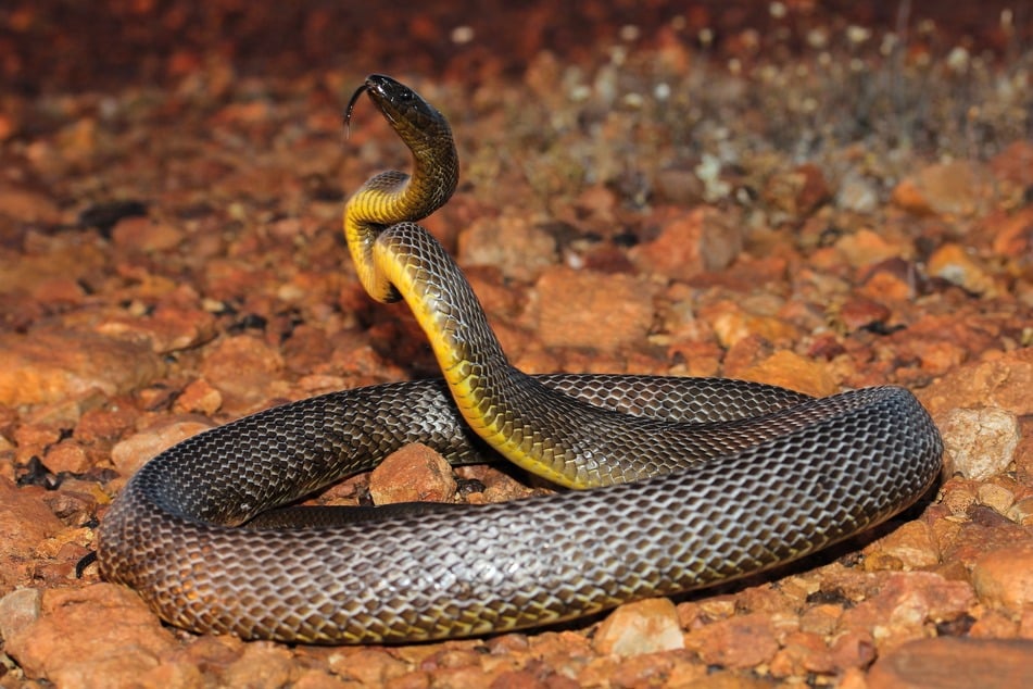 Der Inlandtaipan ist die einzige Schlange in Australien, die ihre Farbe ändern kann.