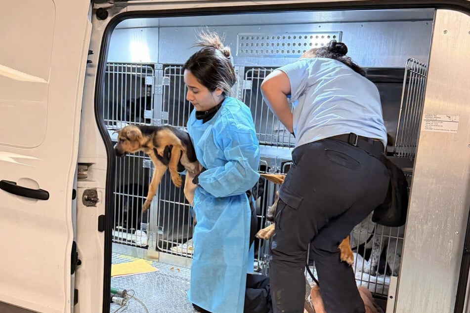Die geretteten Tiere lebten zuvor unter katastrophalen Bedingungen.