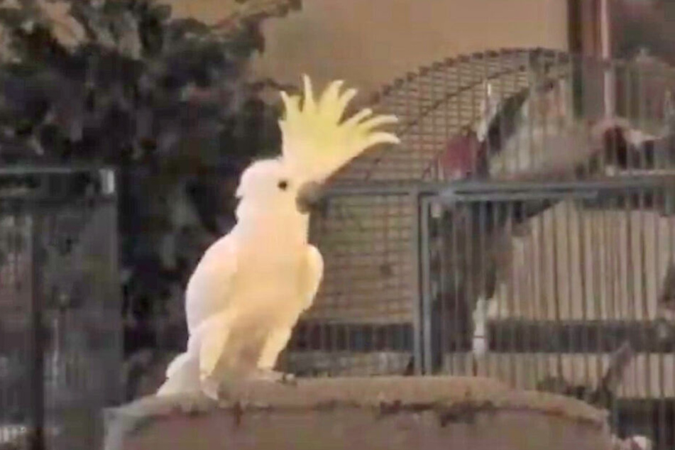 Beim Headbanging schwillt Snowball mächtig der Kamm.