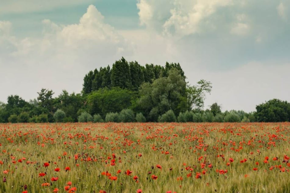 A person's vision: we can easily pick out red flowers from the field and differentiate the deep green background from the lighter hues of the sky and clouds.