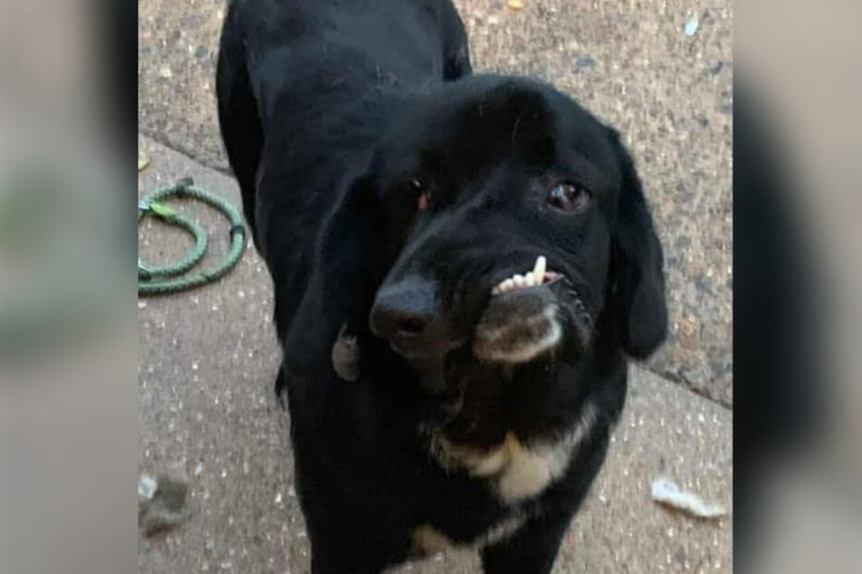 Die kleine Hundedame Bethany sucht ein neues zu Hause.