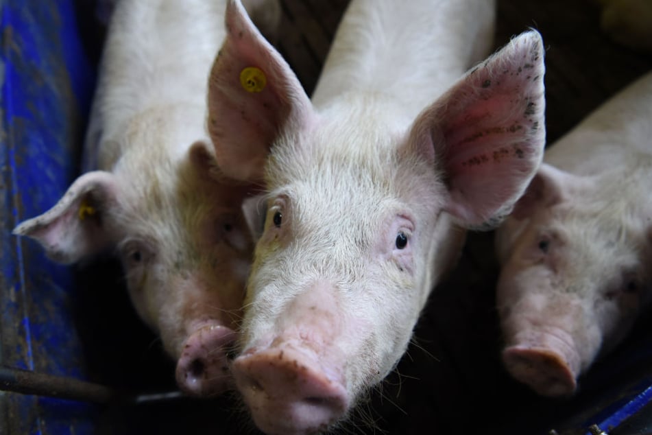 Für fünf Schweine gab es nur noch den Tod.