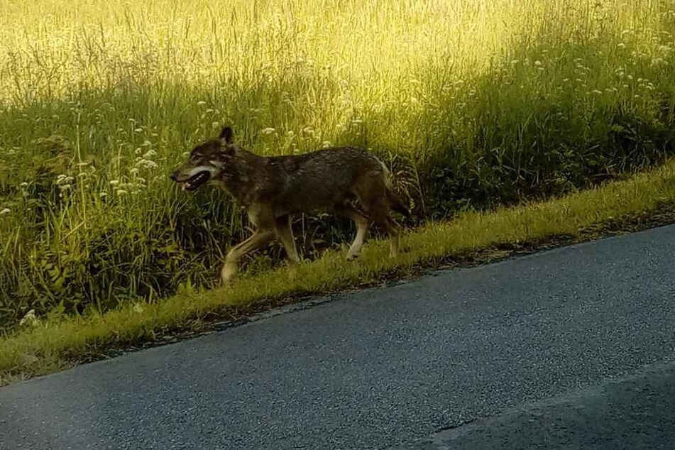 Mitten auf der Straße spazierte das zutrauliche Tier zwischen den Autos umher.