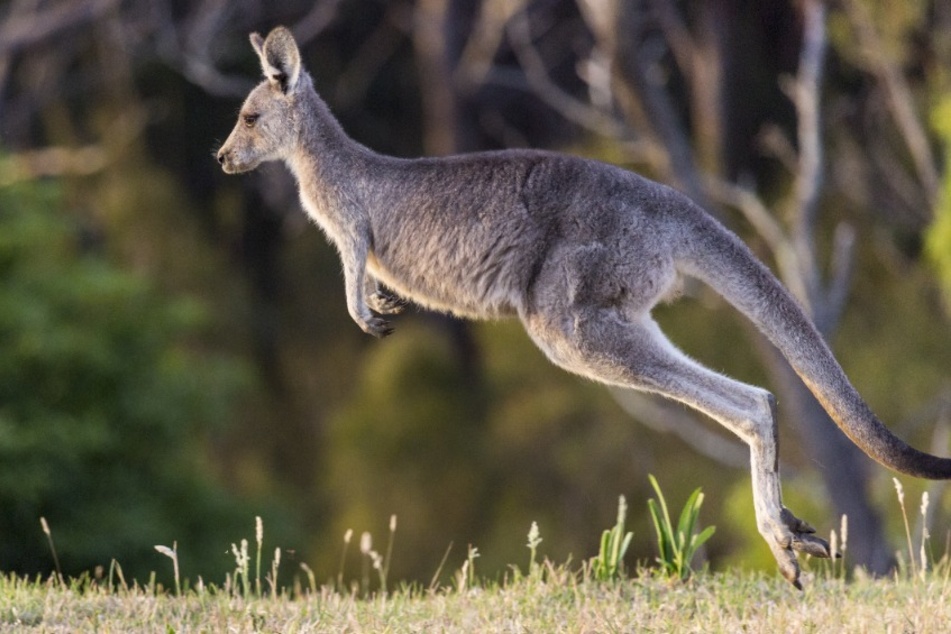 Das streunende Känguru hatte die Behörden in Bewegung gehalten. (Symbolfoto)