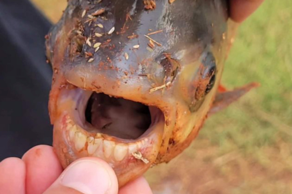 Someone released this exotic fish, a Pacu, into a neighborhood pond, and the Oklahoma wildlife department wasn't pleased.