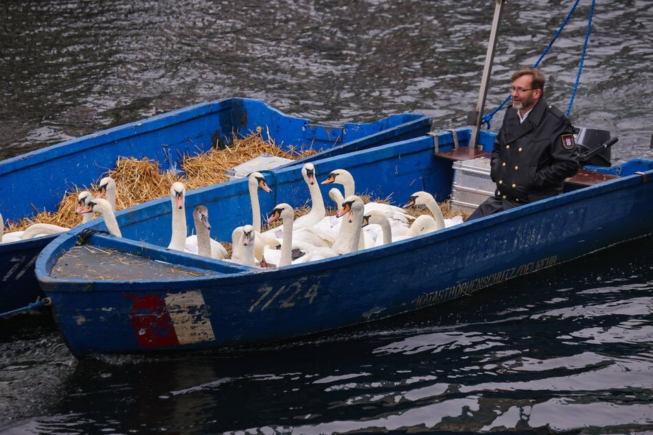 Schwanenvater Olaf Nieß überwacht den Bootstransport der Alsterschwäne von der Außenalster ins Winterquartier.