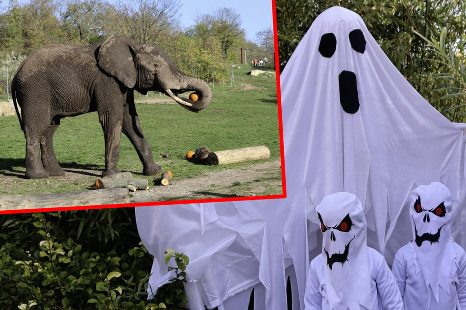 Halloween im Zoopark: Freier Eintritt für Kinder im Kostüm - und was Besucher noch erwartet!