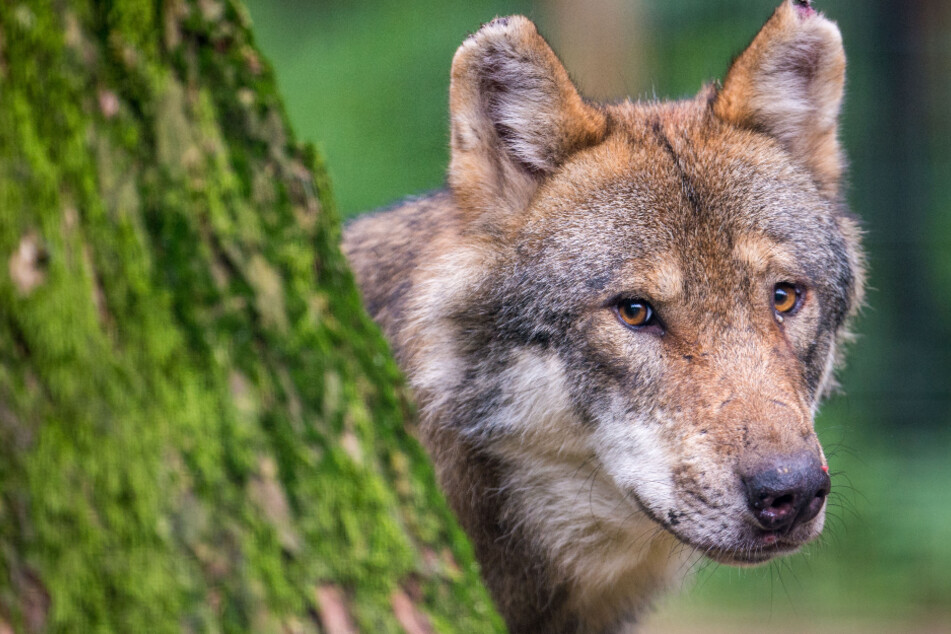 Kaum ein Wildtier polarisiert so sehr wie der Wolf. Seit 1996 ist das Tier zurück in Deutschland.