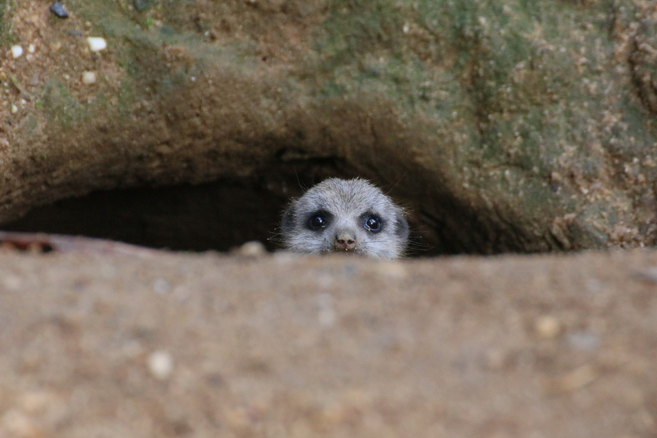 Ein junges Erdmännchen blickt aus dem Bau. Die Erdmännchen-Familie im Zoo in Duisburg hat Nachwuchs bekommen.
