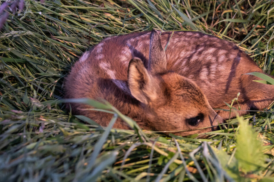 Bauern, Jäger und weitere Tierfreunde setzen sich erfolgreich für Rehkitze ein