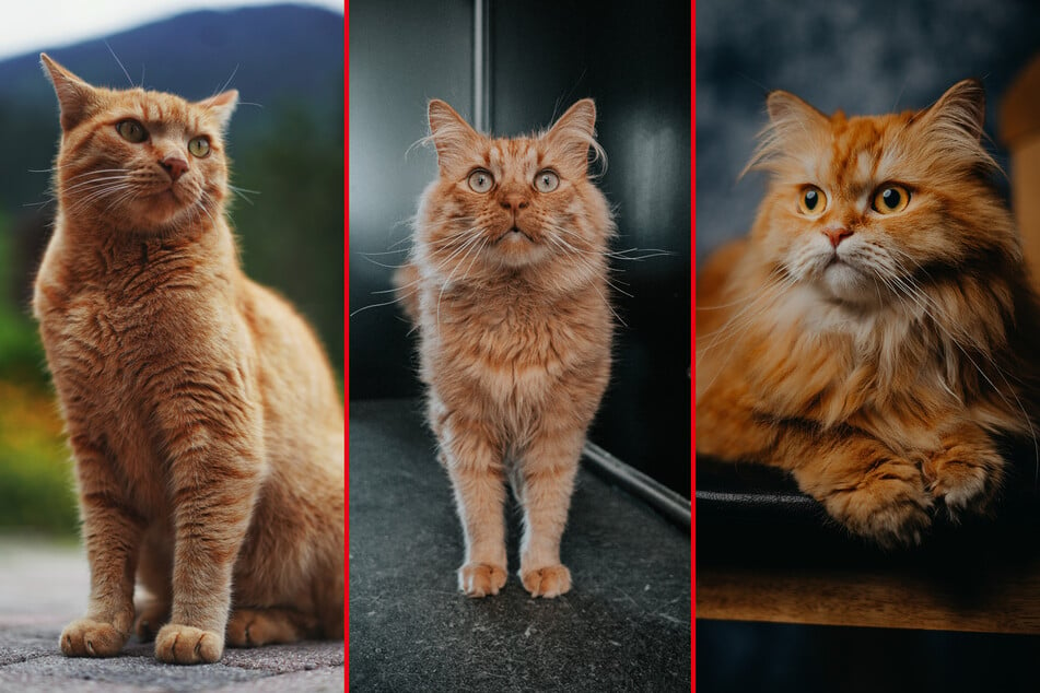 Orange tabby cat breeds are beautiful, graceful kitties.