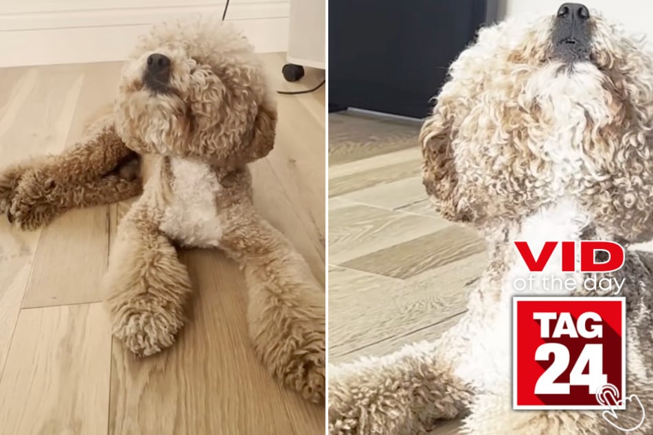 This dog perfectly mimicked his owner's incredible operatic notes, and TikTok viewers are shocked!