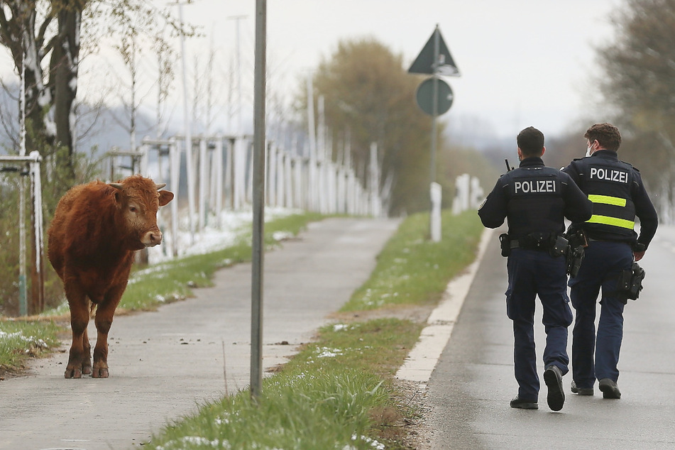 Cowboys: Polizisten nähern sich einer freilaufenden Kuh, die aus der angrenzenden Weide ausgebüxt war. (Archivbild)