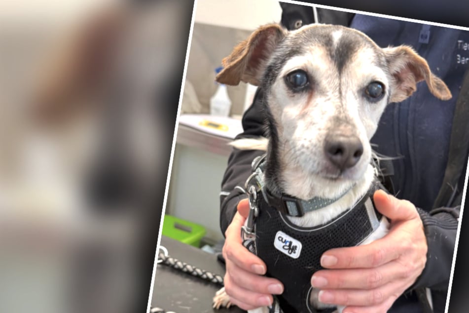 Tierretter finden Besitzer von Neuankömmling: Doch die Ernüchterung folgt auf dem Fuß