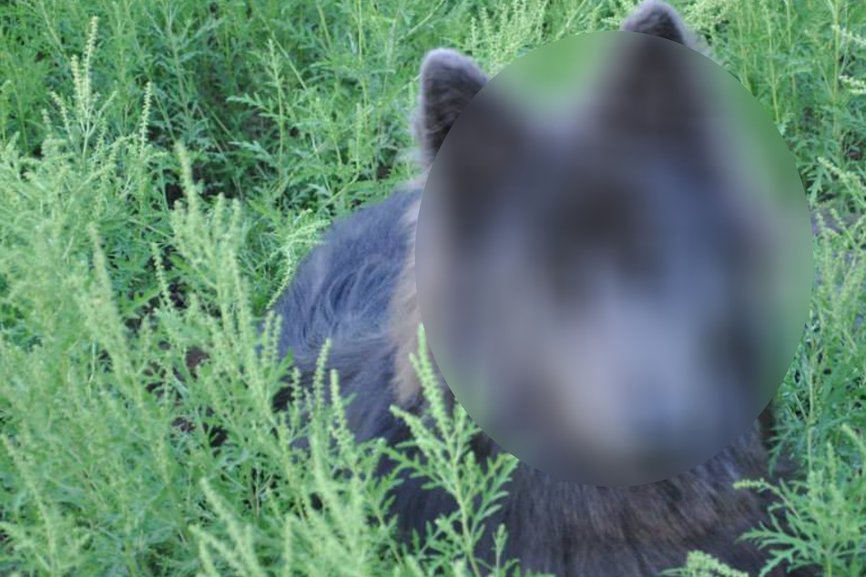 Frau züchtet sich "perfekten" Wolfshund selbst: So sehen die Tiere aus