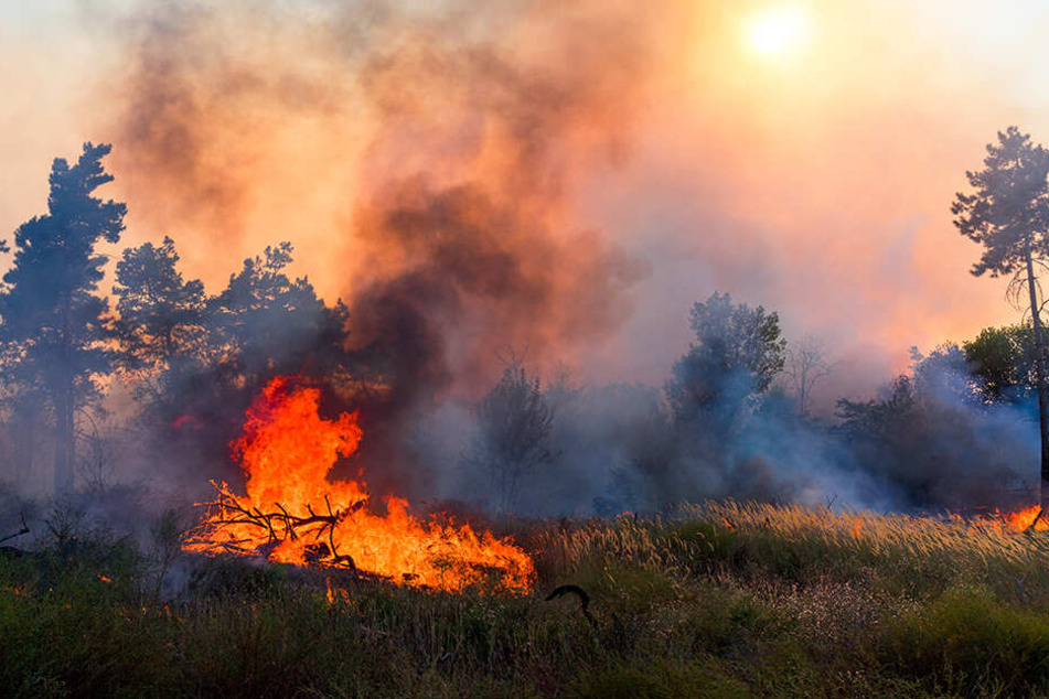 2018 loderten wegen anhaltender Trockenheit und Hitze weltweit Feuer.
