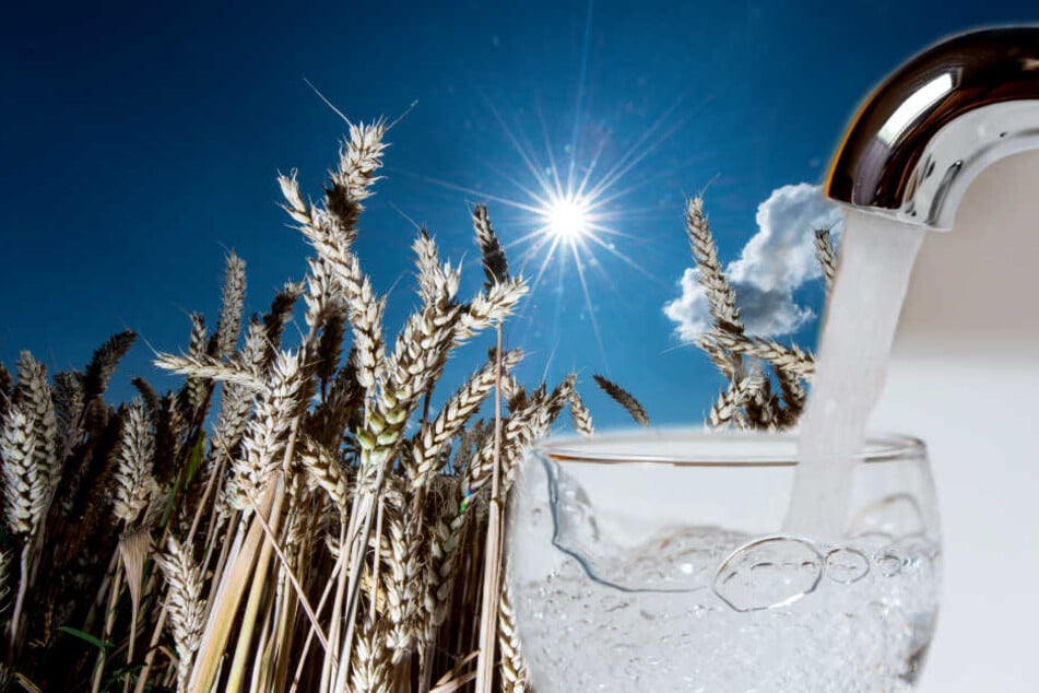 Der Nitratgehalt ist mittlerweile so hoch, dass vor allem Babys und Kleinkinder mit gekauftem Mineralwasser versorgt werden sollten.