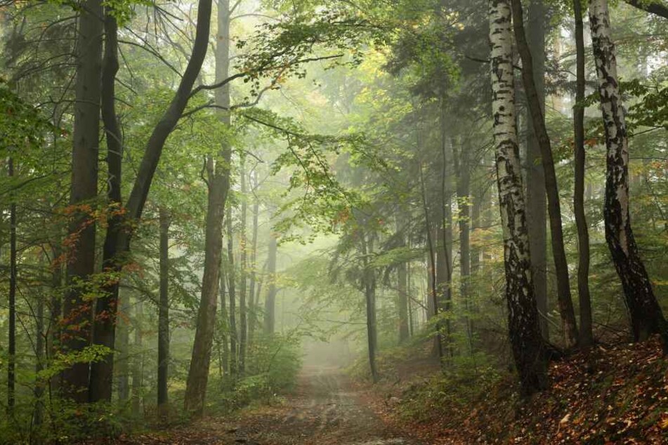 Die schreckliche Tat fand in einem Wald bei Velbert statt (Symbolbild).