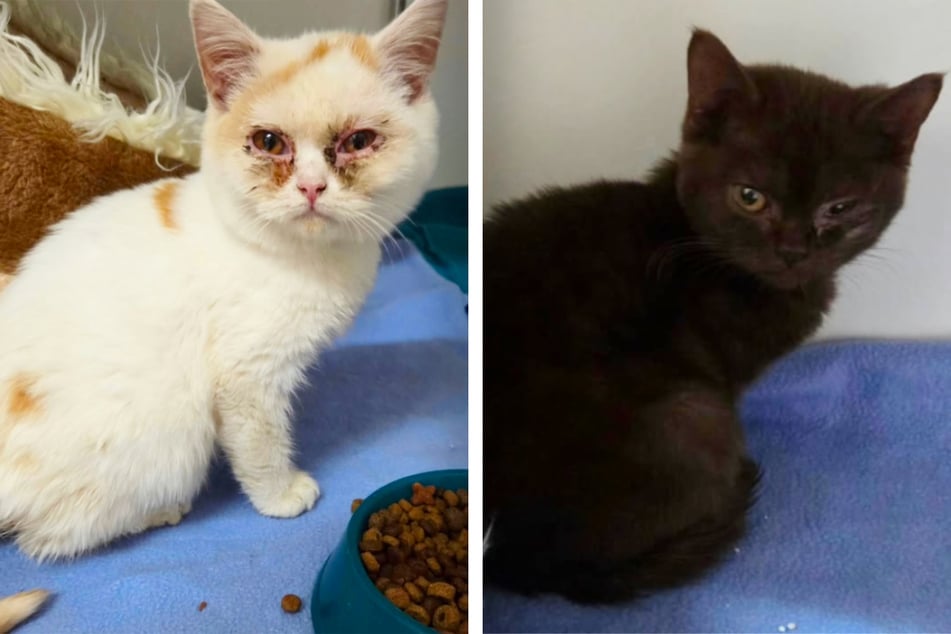 Ein kleiner Kater (l.) und eine Katze wurden völlig verwahrlost aufgefunden.