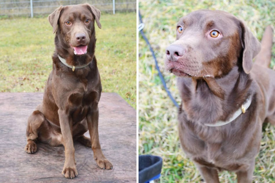 Schoko szuka osób z doświadczeniem w pracy z psami.