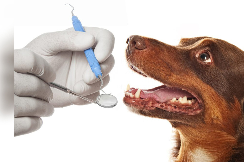 Dog dental care: How to treat toothaches and get a doggy dentist