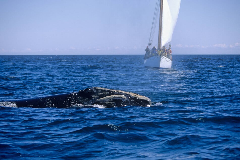 A North Atlantic right whale is pictured in front of a tour boat at the Bay of Fundy in New Brunswick, Canada.
