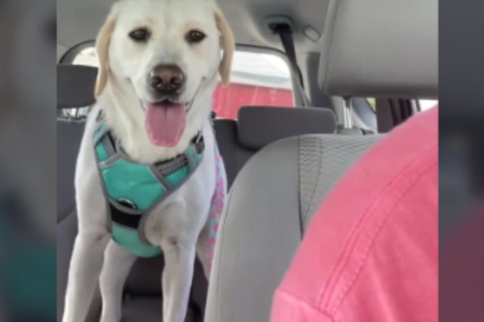 The "talking" retriever in the back seat of his owner's car.