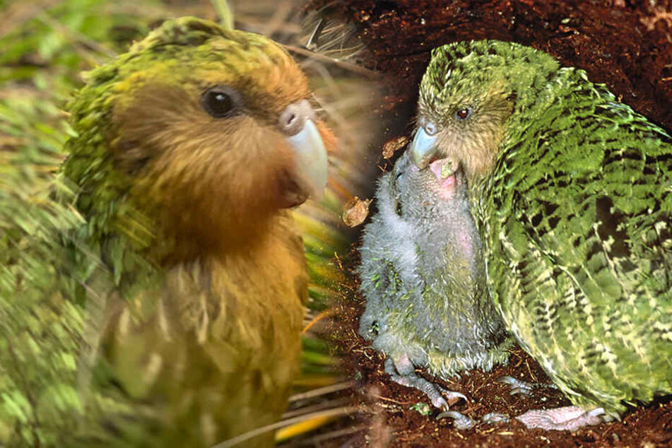 Drohne bringt Sperma: Fettester Papagei der Welt bekommt Paarungshilfe