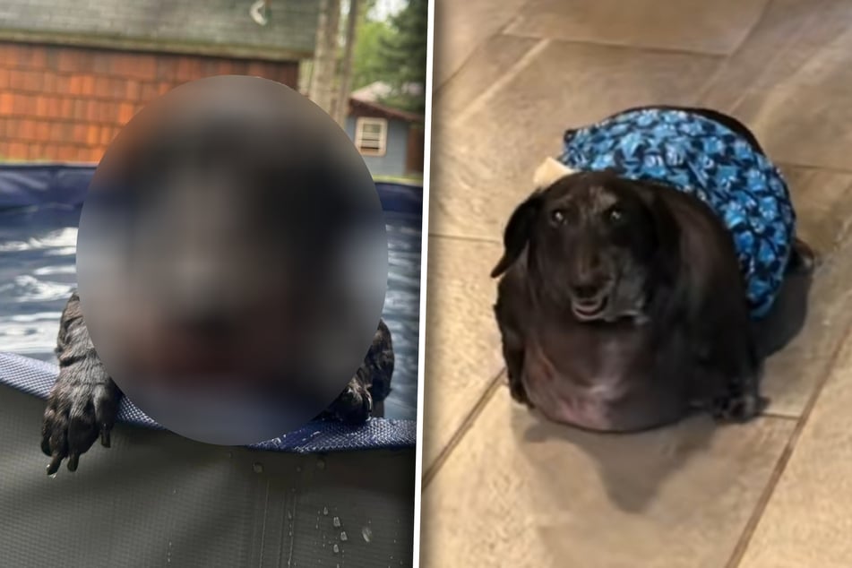 El dachshund está tan gordo que lo llaman "tanque": así luce después de unas semanas de dieta.