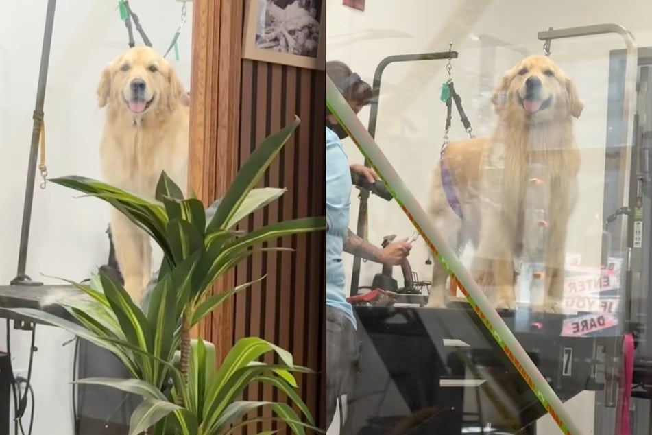 Nachdem Golden Retriever Burrow begriffen hat, dass ihn sein Frauchen die ganze Prozedur über beobachten kann, wirkt er wie ausgewechselt.