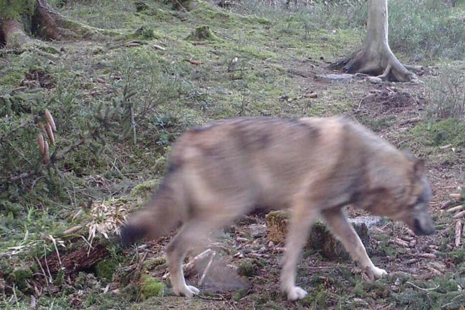 Ein Wolf läuft im Jagdrevier Altschweierer Wald zwischen Hundseck und Untersmatt, aufgenommen von einer Fotofalle. (Archivbild)
