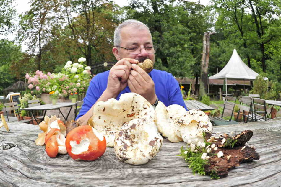Bunte Ausbeute eines Spaziergangs im Zeisigwald: Peter Welt (57) schnuppert am Hexenröhrling.