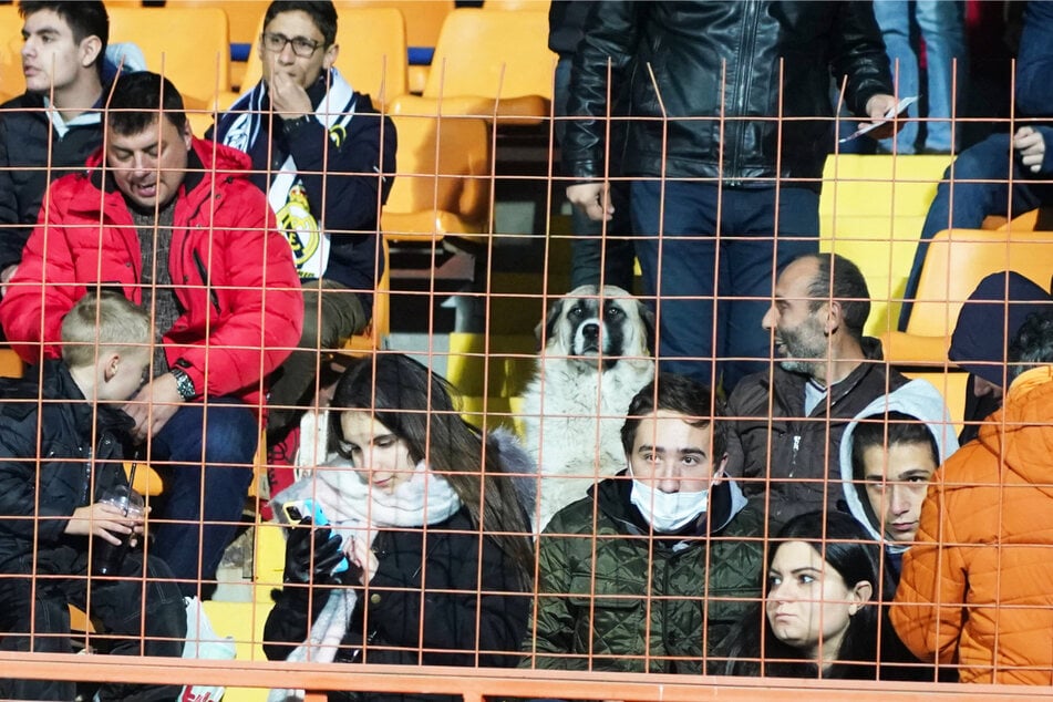 Eines der witzigsten und coolsten Fotos des Jahres: Ein Straßenhund hat sich unter die menschlichen Fans gemischt und schaut sich das WM-Quali-Spiel zwischen Armenien und Deutschland hochkonzentriert an.