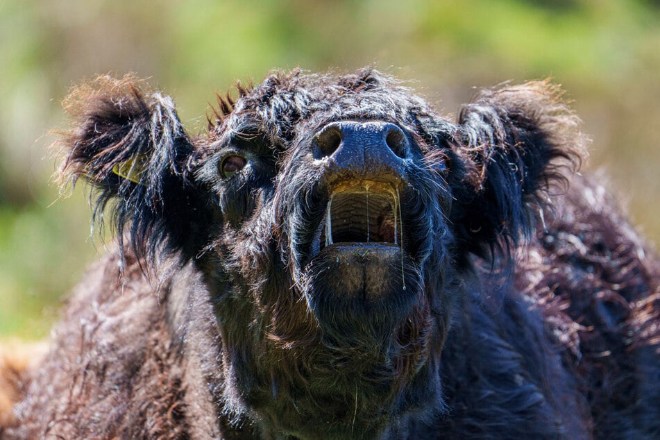 Ein Galloway-Rind wurde im südhessischen Biblis-Nordheim von bislang unbekannten Tätern auf offener Weide geschlachtet. (Symbolfoto)
