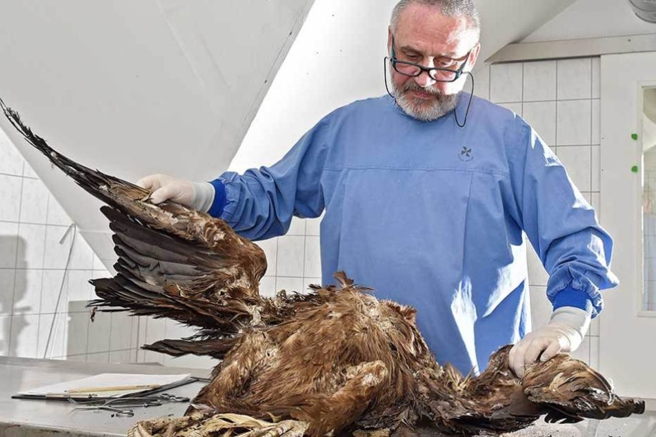 Olaf Zinke (53) begutachtet im Museum der Westlausitz in Kamenz einen toten Seeadler. Seit 2017 werden solche Untersuchungen in dem Museum unter der Leitung des Kustos der zoologischen Sammlungen durchgeführt.