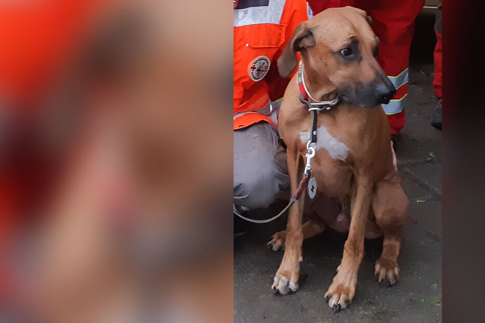 Ein Rettungshund vom DRK fand den vermissten Rentner am Sonntagmorgen.