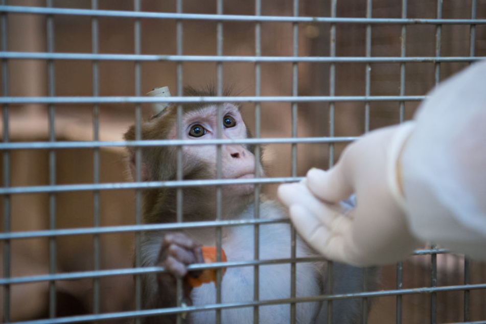 Bei den Tests in Tübingen ging es um Forschung am Hirn der Tiere. (Archivbild)