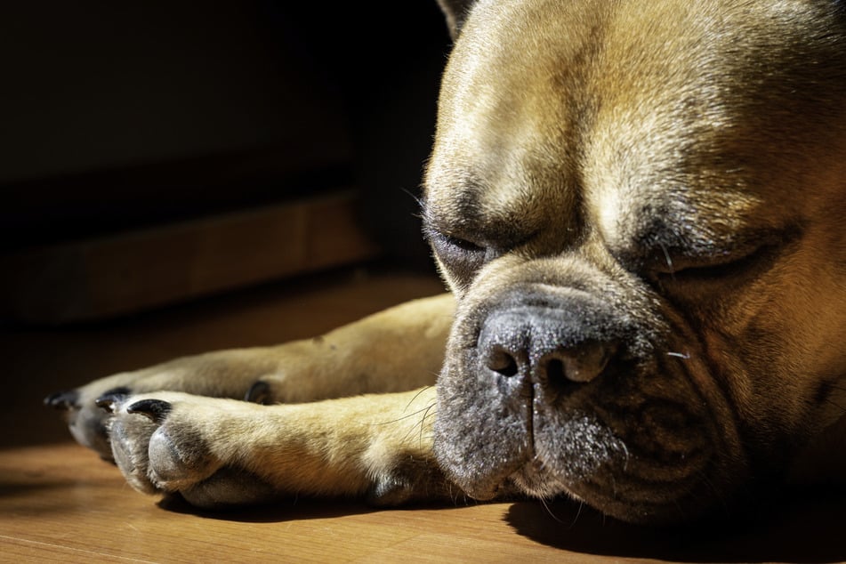 Französische Bulldoggen zählen zu den sogenannten Qualzucht-Rassen. (Symbolbild)