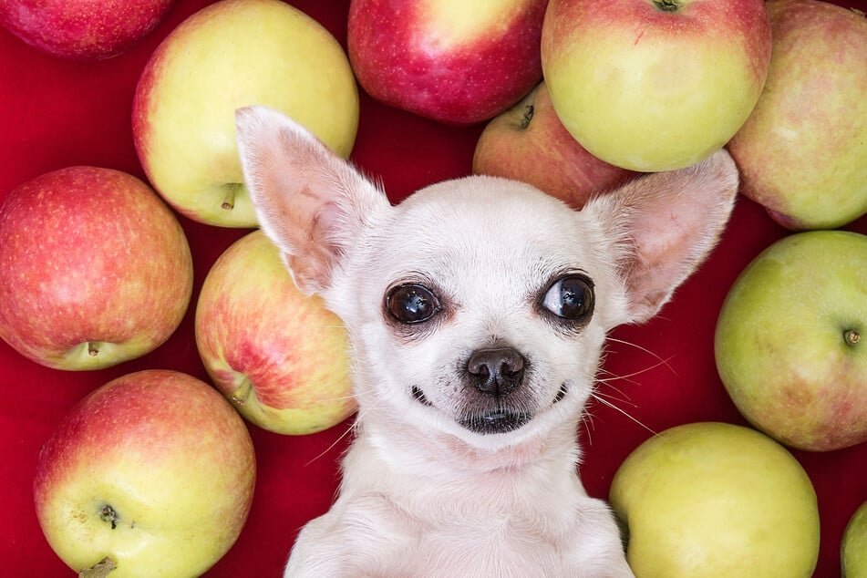 Hunde lieben jede Form von Menschenessen, doch dürfen Hunde Äpfel fressen?