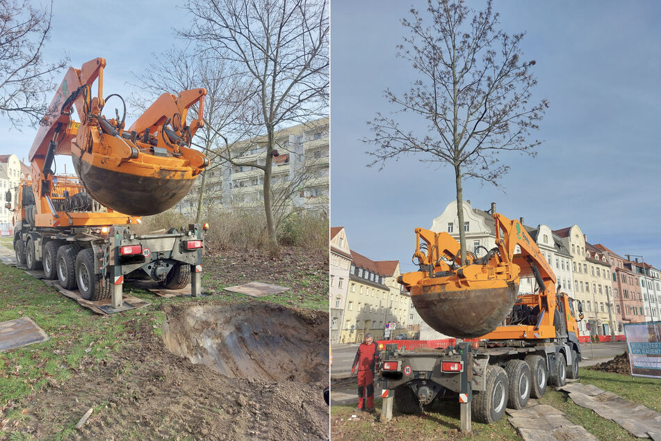 In Leipzig zogen am Montag zwei Bäume um. Sie mussten wegen beginnenden Bauarbeitern versetzt werden.