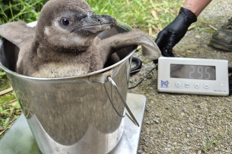 Flauschiger Nachwuchs: Krefelder Zoo freut sich über seltene Pinguin-Babys