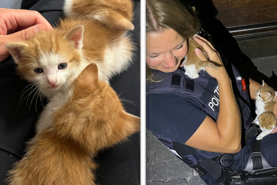 Polizistin kuschelt mit süßen Kätzchen: Der Grund stimmt traurig