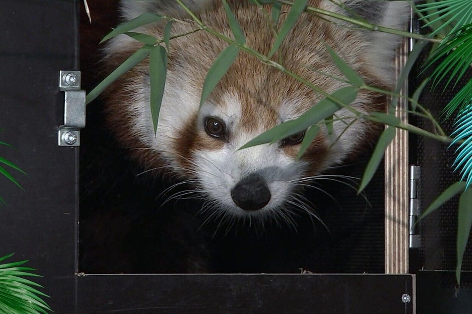 Pandadame Kamala hat Kirschen offenbar zum Fressen gern!