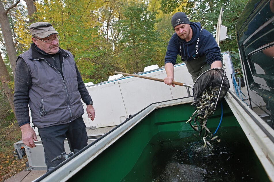 Der Lachs ist zurück im Harz: 50.000 junge Fische in die Bode gesetzt