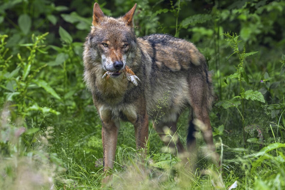 Der Wolf ist in Sachsen wieder heimisch geworden. Insgesamt 46 Wolfsterritorien hat man nachgewiesen.