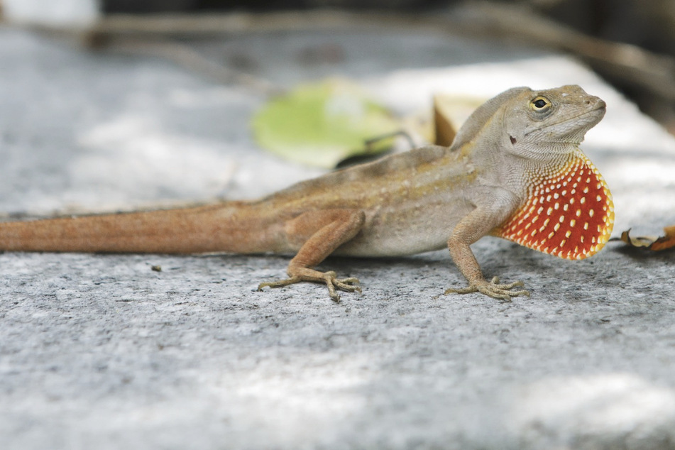 Lizards are mutating to make it in the city