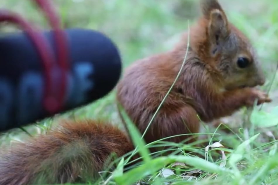 Das Baby-Eichhörnchen hat seine liebevolle Versorgerin inzwischen voll akzeptiert.