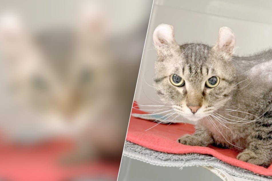 Verdrehte Ohren, nackter Rücken: Um welches Tier handelt es sich denn hier?