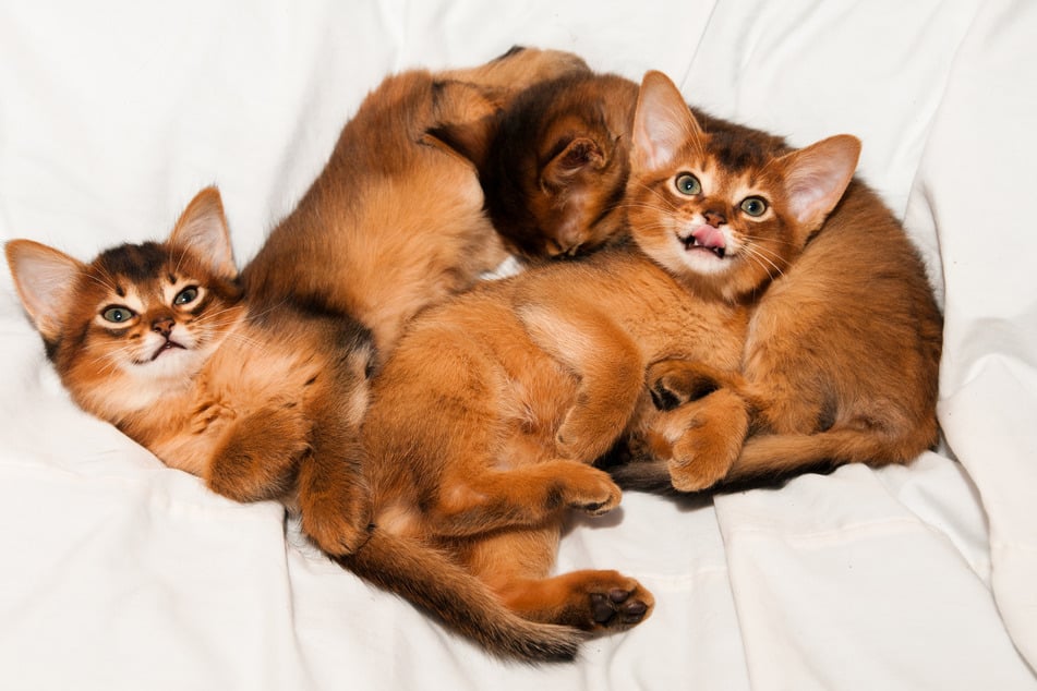 Beim Kauf von Somali-Kitten sollte man auf eine seriöse Züchtung achten.